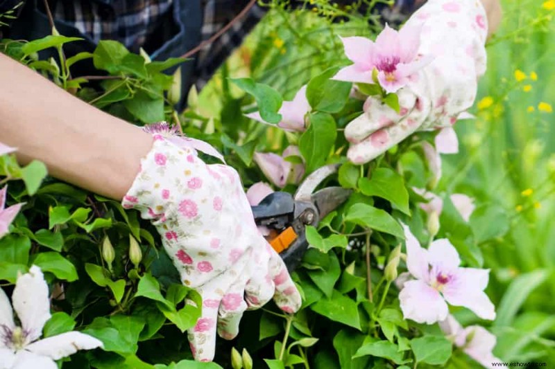 Cómo cultivar clemátides en contenedores