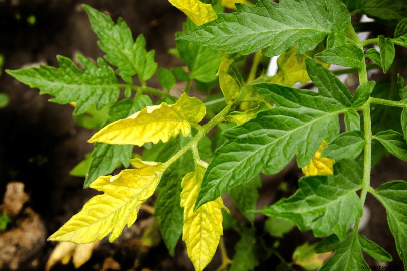 ¿Se pueden salvar las plantas de tomate con exceso de agua?