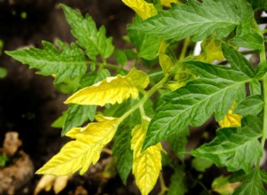 ¿Cómo salvar plantas de tomate regadas en exceso? Guía experta con síntomas y soluciones