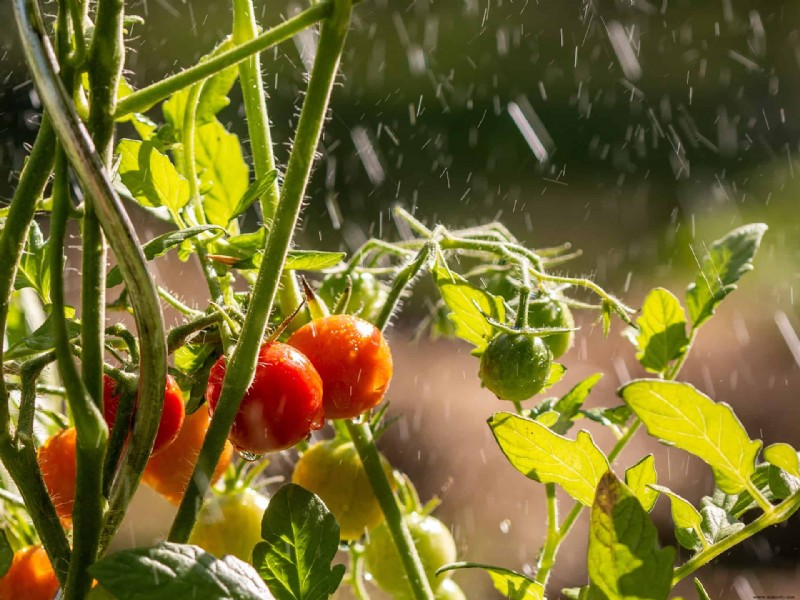 ¿Se pueden salvar las plantas de tomate con exceso de agua?