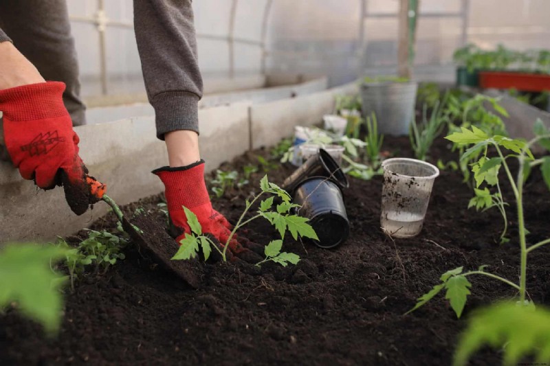 ¿Se pueden salvar las plantas de tomate con exceso de agua?