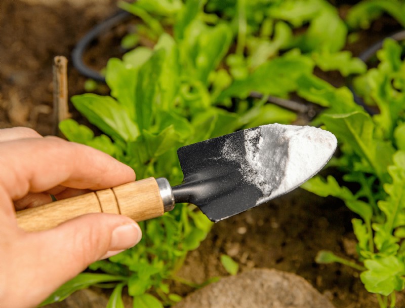 Cómo prevenir el mildiú polvoroso en las plantas usando bicarbonato de sodio