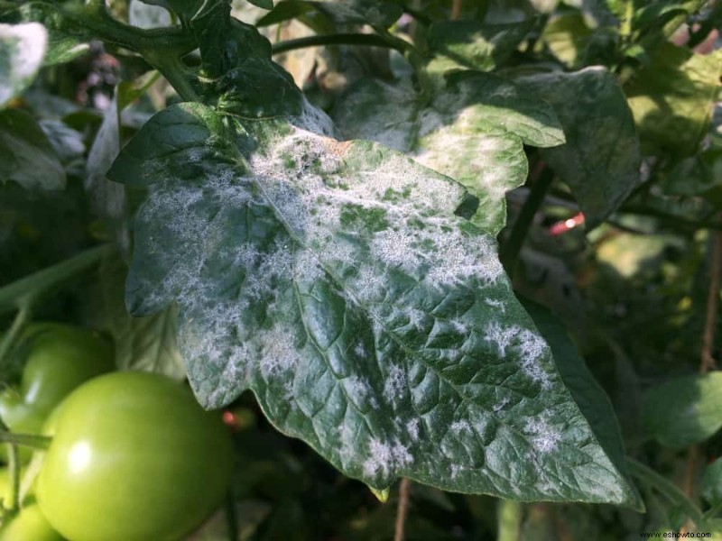 Cómo prevenir el mildiú polvoroso en las plantas usando bicarbonato de sodio