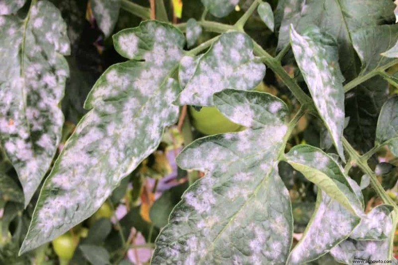 Cómo prevenir el mildiú polvoroso en las plantas usando bicarbonato de sodio