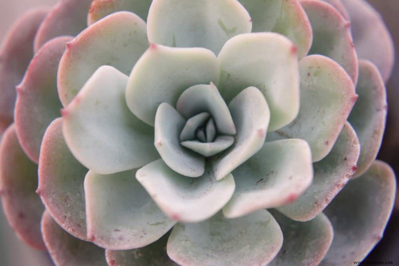 Las mejores plantas en maceta que prosperan a pleno sol