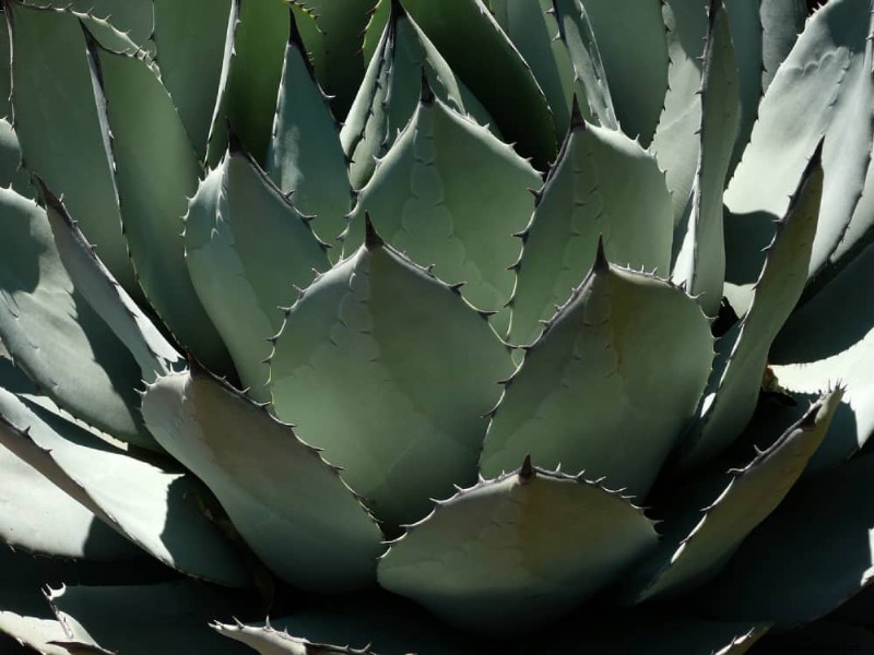 Las mejores plantas en maceta que prosperan a pleno sol