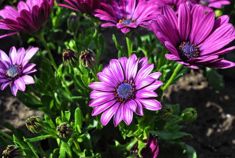 Las mejores plantas en maceta que prosperan a pleno sol