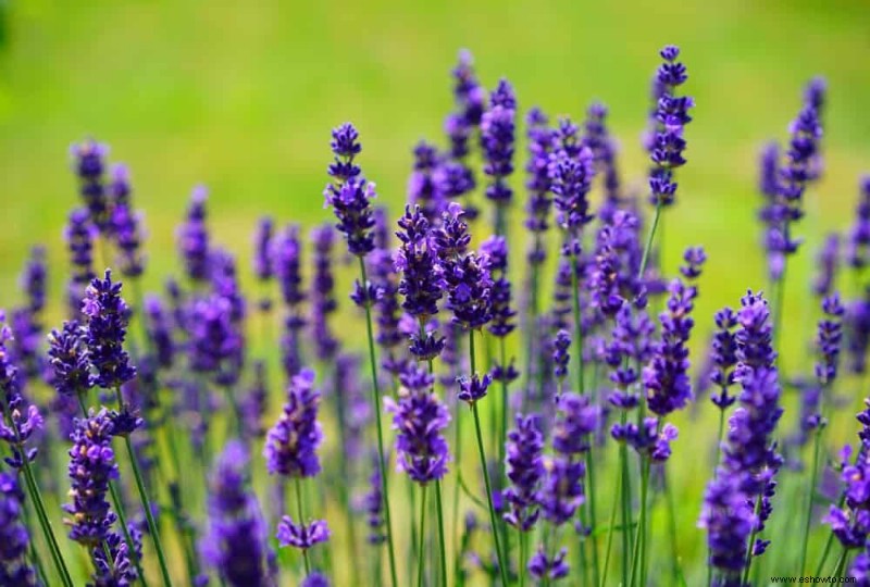 Las mejores plantas en maceta que prosperan a pleno sol