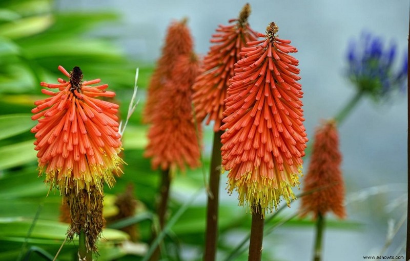 5 plantas perennes que no debes recortar en otoño