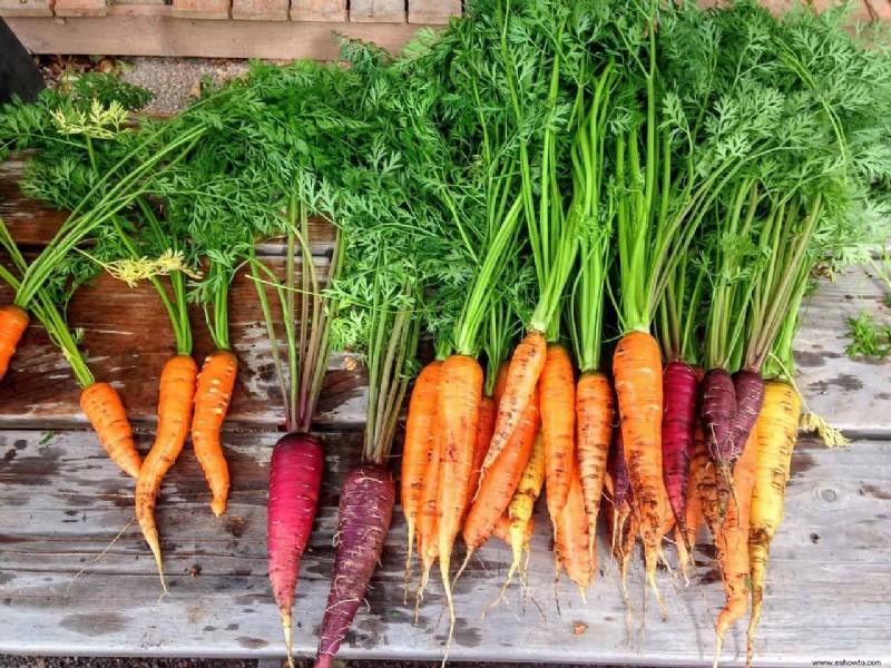 5 vegetales más fáciles de cultivar en interiores durante todo el año