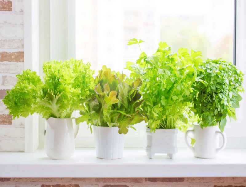 5 vegetales más fáciles de cultivar en interiores durante todo el año