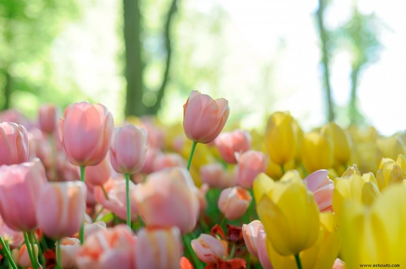 4 de los mejores bulbos para plantar en otoño