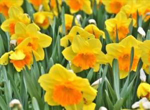 Los 4 mejores bulbos para plantar en otoño: narcisos, tulipanes, azafranes y campanillas