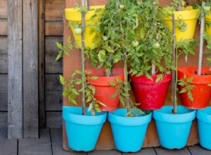 4 Consejos Esenciales para un Jardín en Contenedores Exitoso