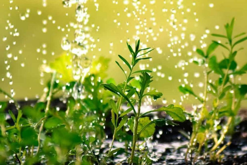 Cuánto regar sus plantas durante las olas de calor