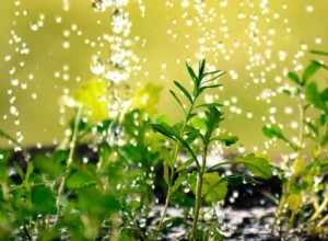 Guía experta: ¿Cuánto y con qué frecuencia regar las plantas durante olas de calor?