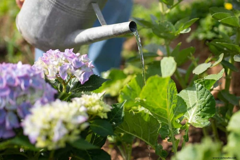 Cuánto regar sus plantas durante las olas de calor