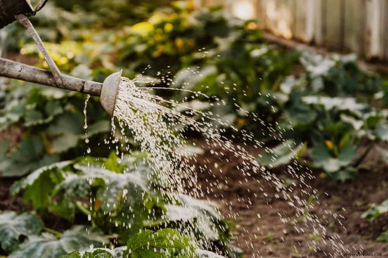 Cuánto regar sus plantas durante las olas de calor