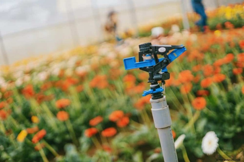 Cuánto regar sus plantas durante las olas de calor