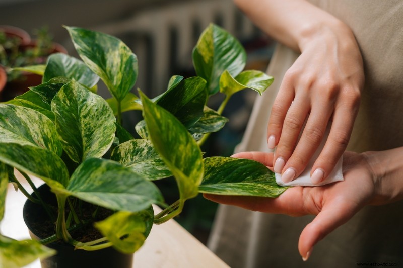 ¿Se pueden usar toallitas húmedas para bebés para limpiar las hojas de las plantas?