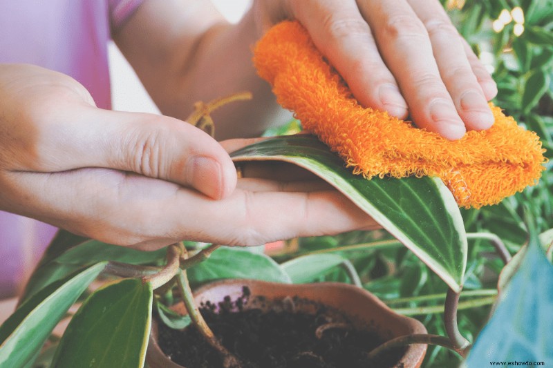 ¿Se pueden usar toallitas húmedas para bebés para limpiar las hojas de las plantas?