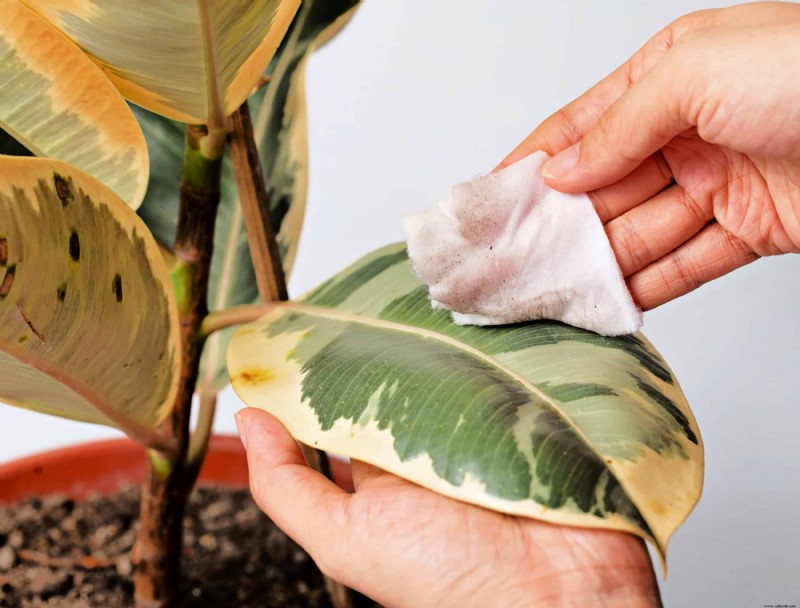¿Se pueden usar toallitas húmedas para bebés para limpiar las hojas de las plantas?