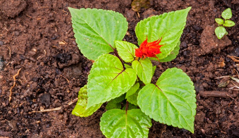 5 mejores plantas para cultivar en tus maceteros de otoño
