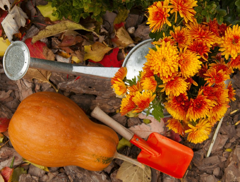5 mejores plantas para cultivar en tus maceteros de otoño