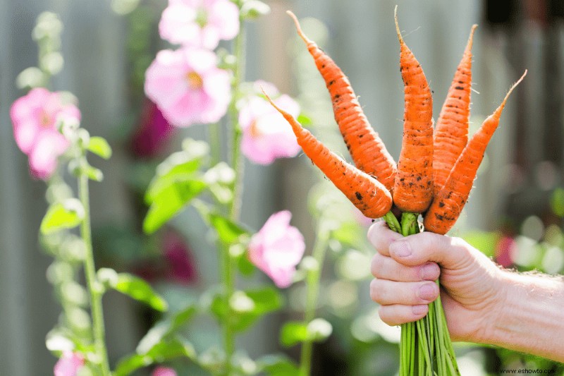 5 verduras para plantar en otoño para una cosecha de primavera