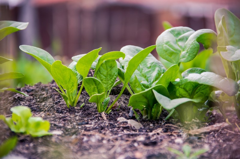 5 verduras para plantar en otoño para una cosecha de primavera