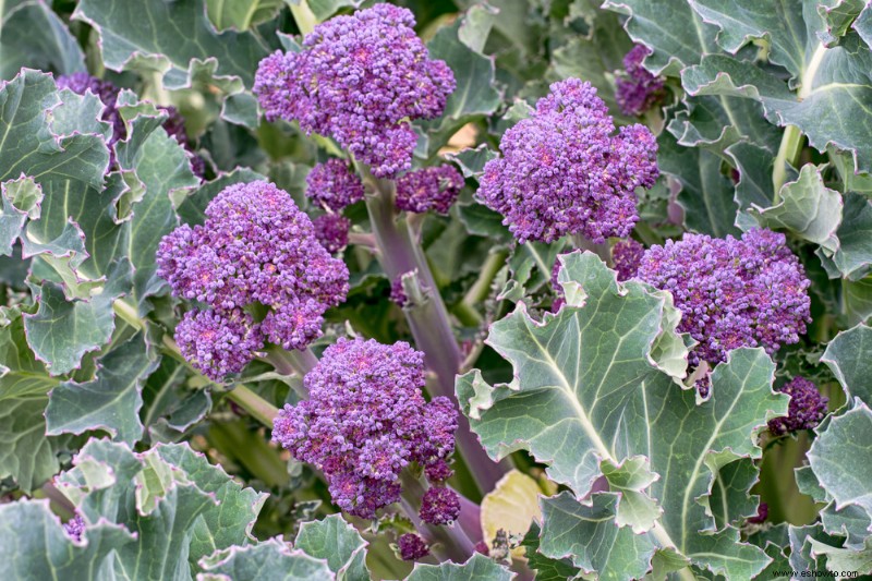 5 verduras para plantar en otoño para una cosecha de primavera