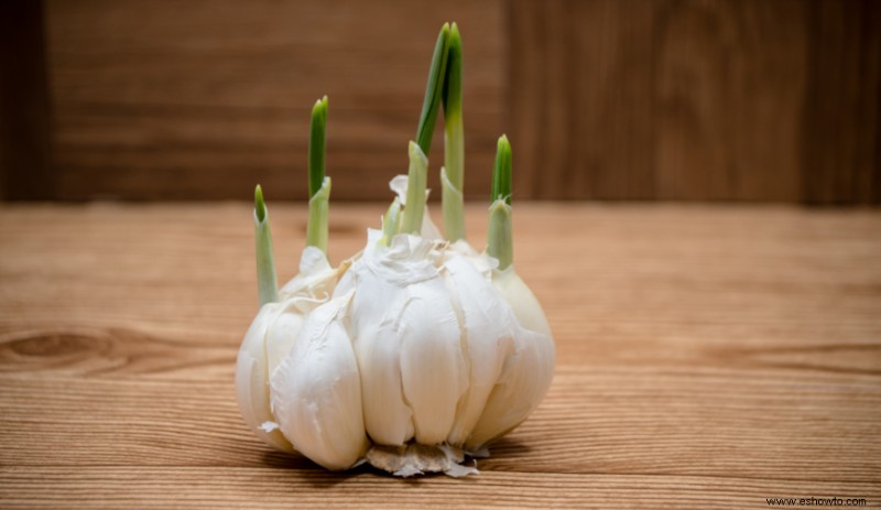 5 verduras para plantar en otoño para una cosecha de primavera