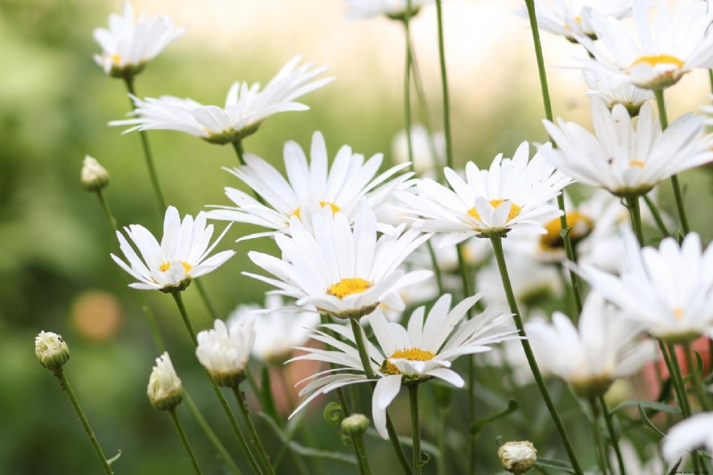 9 plantas para sembrar en septiembre