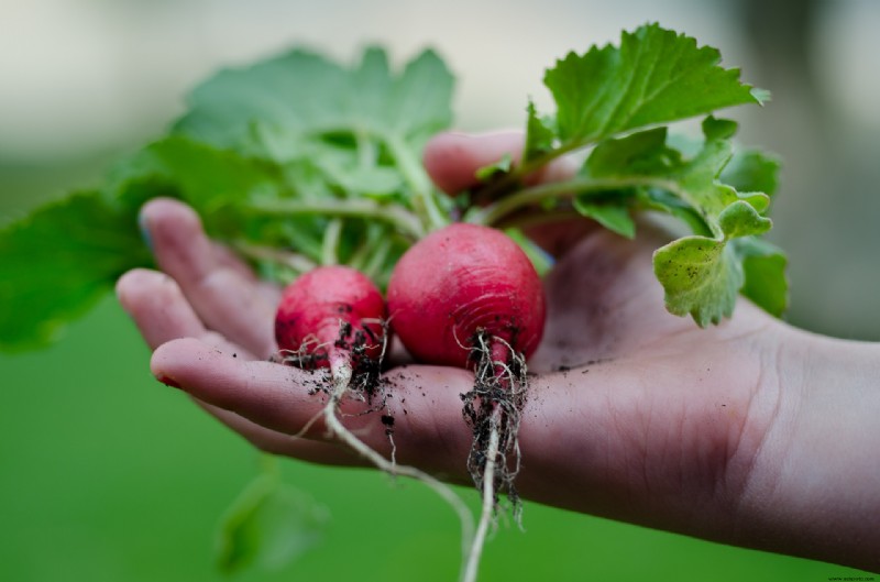 9 plantas para sembrar en septiembre