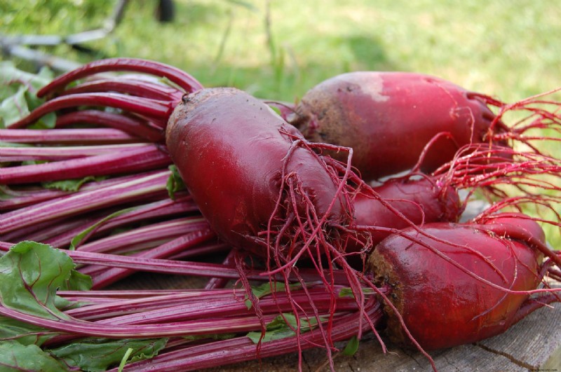 9 plantas para sembrar en septiembre