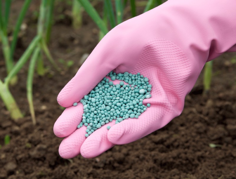 Cuándo aplicar fertilizante a su césped en otoño