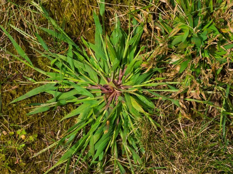 Cuándo aplicar fertilizante a su césped en otoño