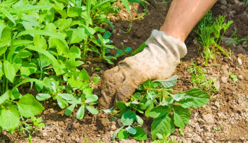 Cómo eliminar las malas hierbas sin dañar el jardín