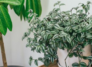 Las 11 mejores plantas de interior para sótanos con poca luz: guía experta