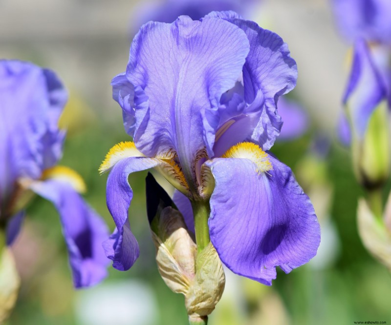 6 plantas perennes para recortar en otoño