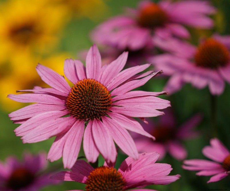 6 plantas perennes para recortar en otoño