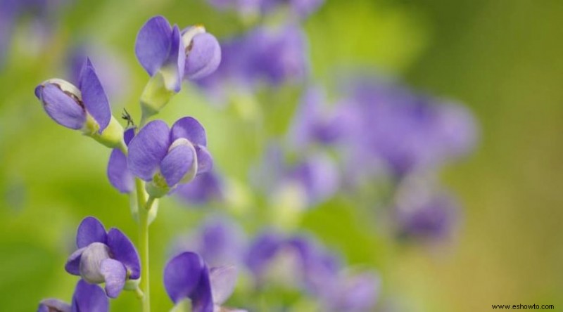 6 plantas perennes para recortar en otoño