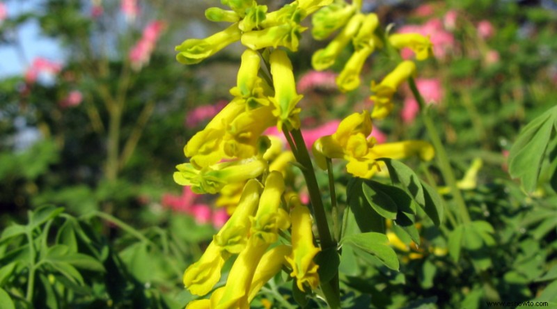 6 plantas perennes para recortar en otoño