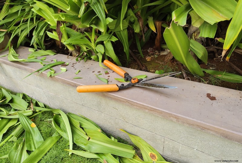 Conceptos básicos para podar arbustos y plantas leñosas