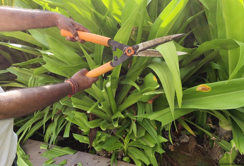 Conceptos básicos para podar arbustos y plantas leñosas