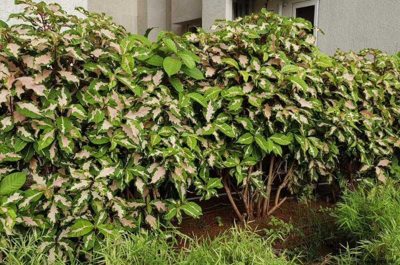 Conceptos básicos para podar arbustos y plantas leñosas