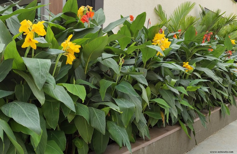 Conceptos básicos para podar arbustos y plantas leñosas