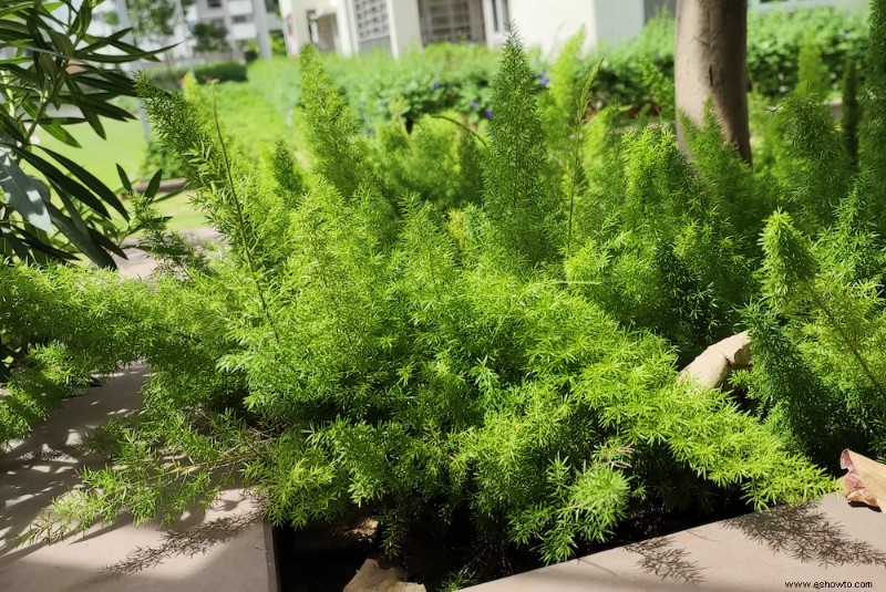 Conceptos básicos para podar arbustos y plantas leñosas