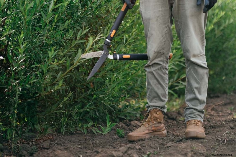 Conceptos básicos para podar arbustos y plantas leñosas