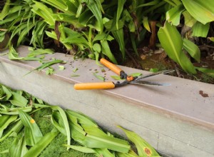 ¿Qué pasa si no podas tus plantas? Consecuencias graves y consejos expertos